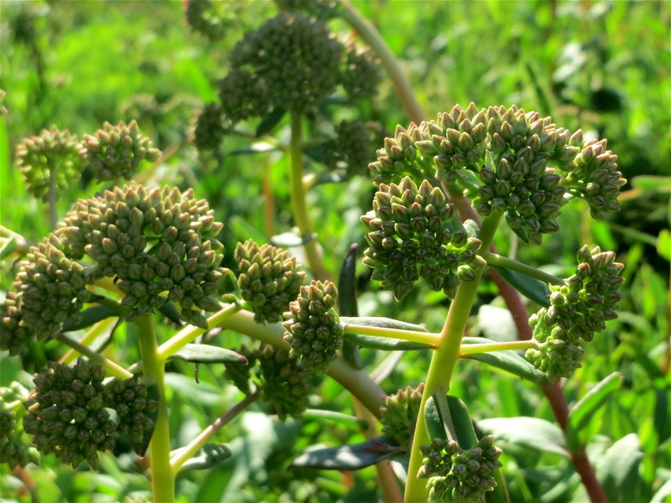 Große Fetthenne (Hylotelephium telephium) auf einer Streuobstwiese in Hockenheim