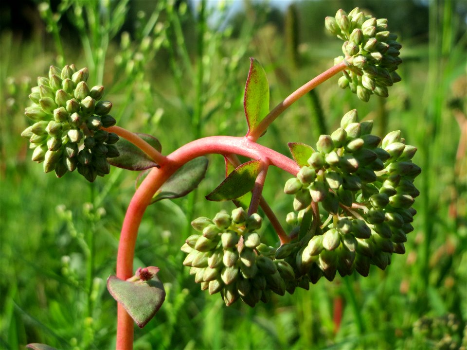 Große Fetthenne (Hylotelephium telephium) auf einer Streuobstwiese in Hockenheim