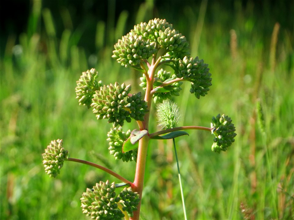 Große Fetthenne (Hylotelephium telephium) auf einer Streuobstwiese in Hockenheim