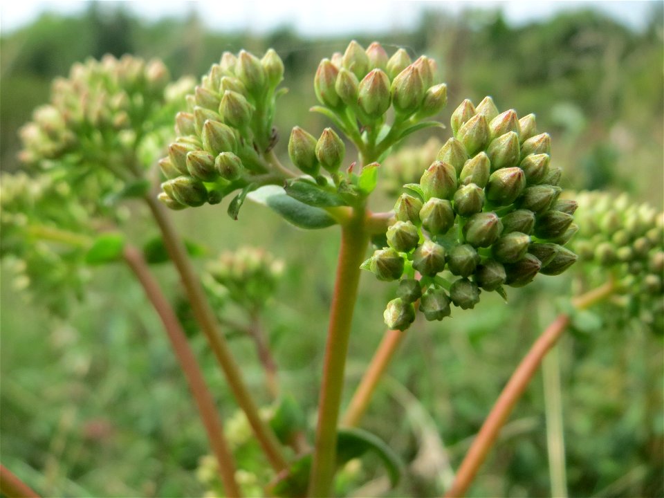Große Fetthenne (Hylotelephium telephium) auf einem besonderen Biotop bei Nußloch (bez. bei LUBW "Magerrasen und Gehölze sö. Nußloch - Links am Baiertalerweg", kein Naturschutzgebiet)