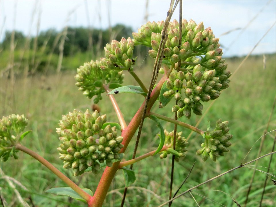 Große Fetthenne (Hylotelephium telephium) auf einem besonderen Biotop bei Nußloch (bez. bei LUBW "Magerrasen und Gehölze sö. Nußloch - Links am Baiertalerweg", kein Naturschutzgebiet) photo