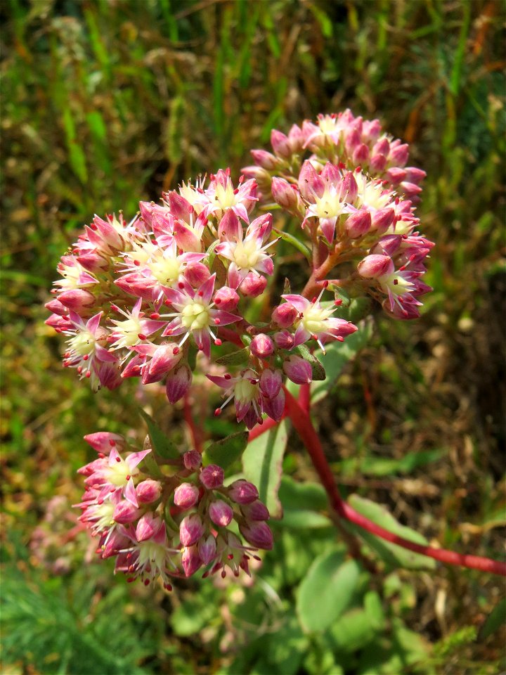 Große Fetthenne (Hylotelephium telephium) auf einer Streuobstwiese in Hockenheim
