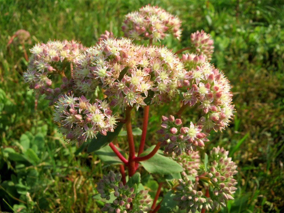 Große Fetthenne (Hylotelephium telephium) auf einer Streuobstwiese in Hockenheim