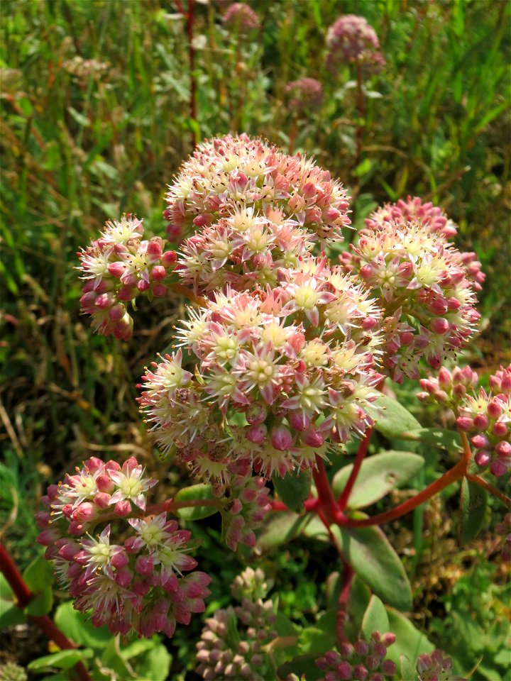 Große Fetthenne (Hylotelephium telephium) auf einer Streuobstwiese in Hockenheim