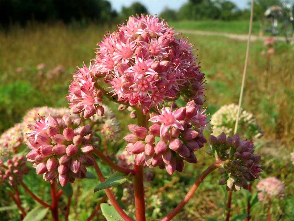 Große Fetthenne (Hylotelephium telephium) auf einer Streuobstwiese in Hockenheim
