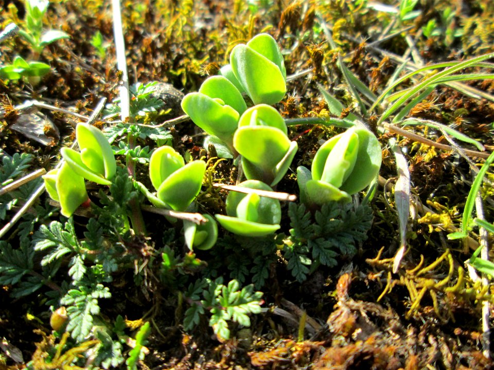 Erste Sprösslinge der Großen Fetthenne (Hylotelephium telephium) auf einer Streuobstwiese in Hockenheim
