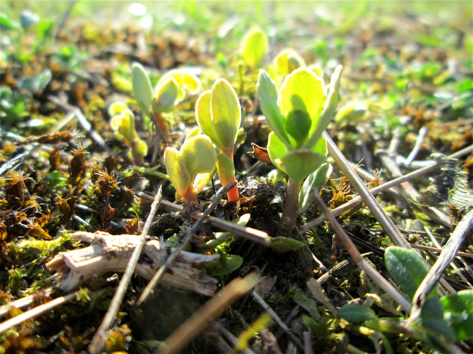 Erste Sprösslinge der Großen Fetthenne (Hylotelephium telephium) auf einer Streuobstwiese in Hockenheim