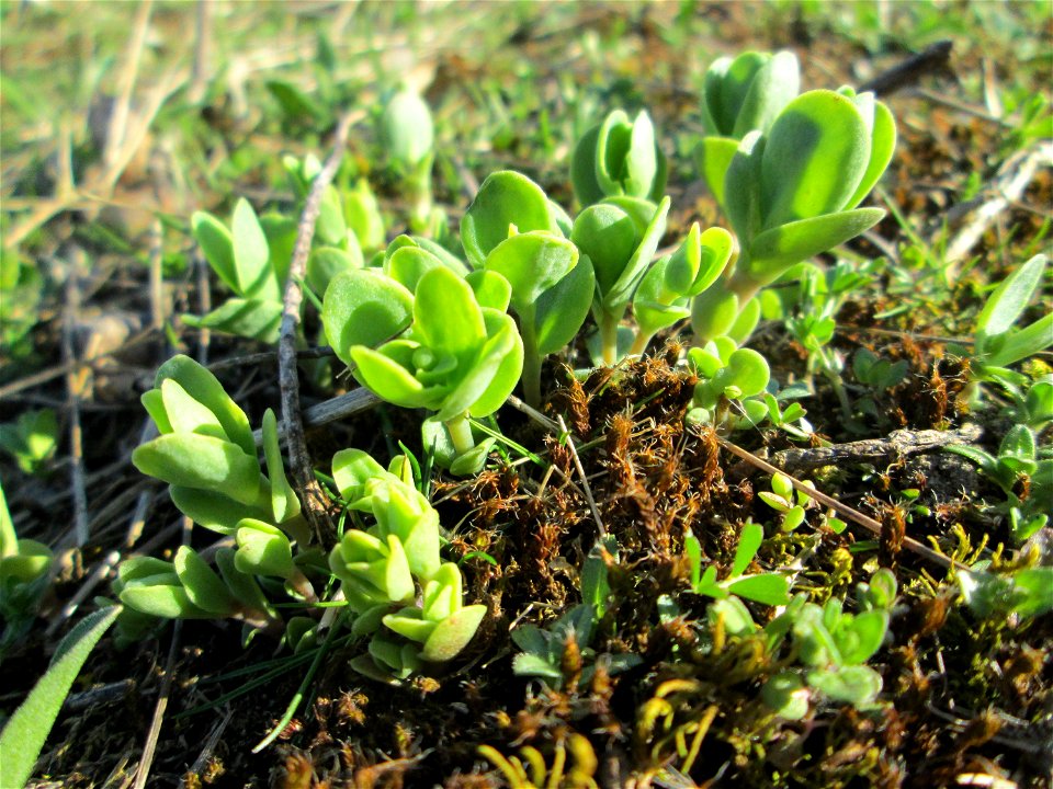 Erste Sprösslinge der Großen Fetthenne (Hylotelephium telephium) auf einer Streuobstwiese in Hockenheim