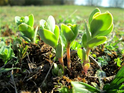 Erste Sprösslinge der Großen Fetthenne (Hylotelephium telephium) auf einer Streuobstwiese in Hockenheim