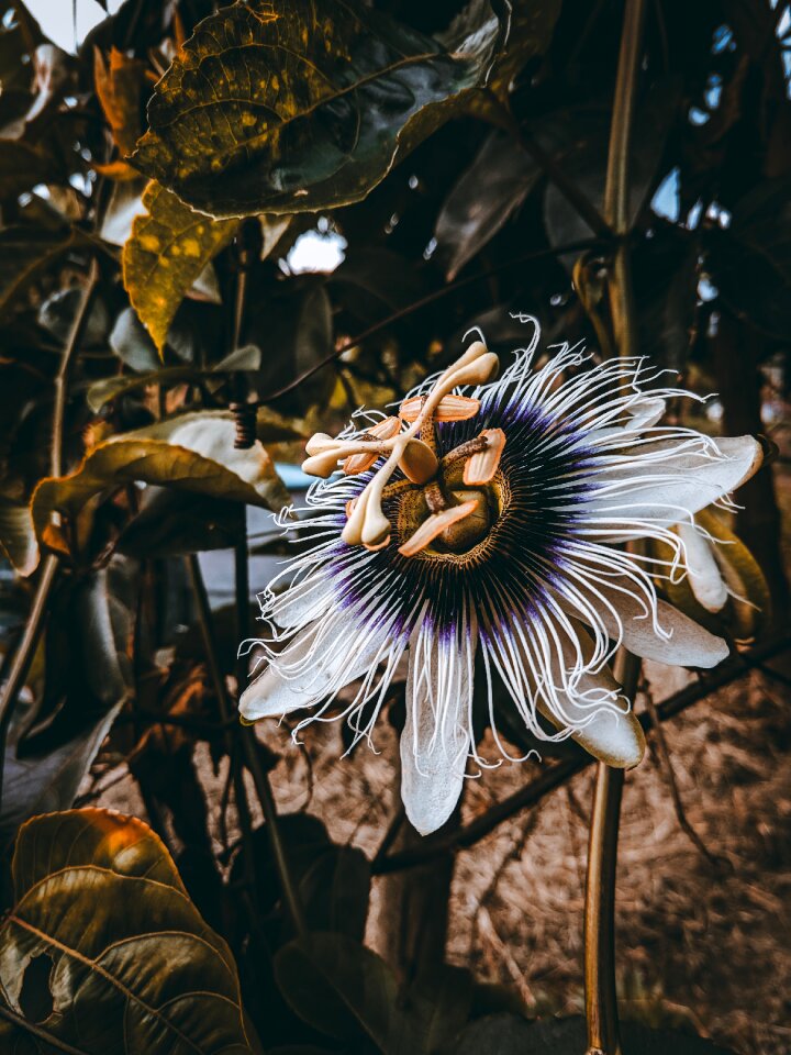 Nature plant no person