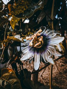 Nature plant no person