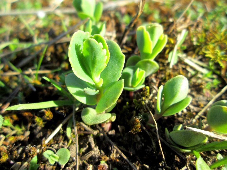 Erste Sprösslinge der Großen Fetthenne (Hylotelephium telephium) auf einer Streuobstwiese in Hockenheim