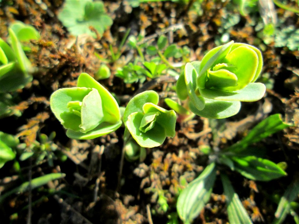 Erste Sprösslinge der Großen Fetthenne (Hylotelephium telephium) auf einer Streuobstwiese in Hockenheim