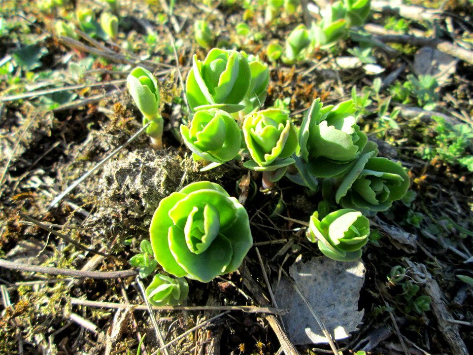 Erste Sprösslinge der Großen Fetthenne (Hylotelephium telephium) auf einer Streuobstwiese in Hockenheim