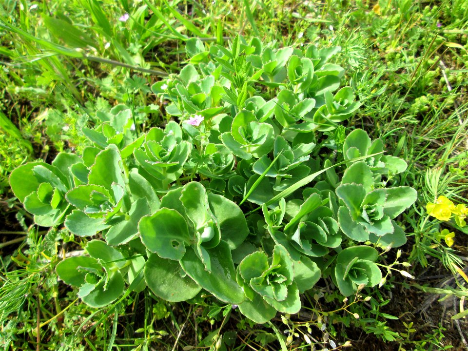 Erste Sprösslinge der Großen Fetthenne (Hylotelephium telephium) auf einer Streuobstwiese in Hockenheim