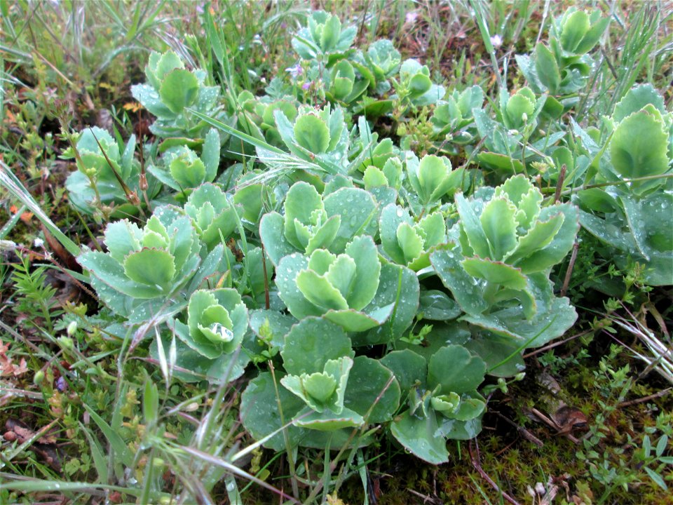 Große Fetthenne (Hylotelephium telephium) auf einer Streuobstwiese in Hockenheim