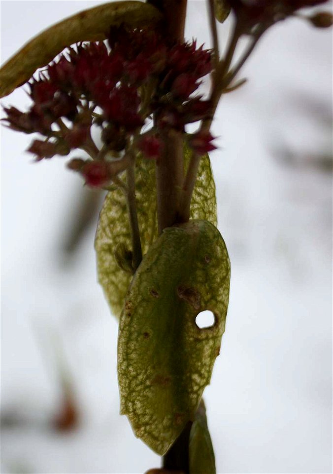 Hylotelephium telephium, rostlina poškozená mrazem