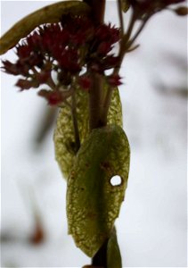 Hylotelephium telephium, rostlina poškozená mrazem photo