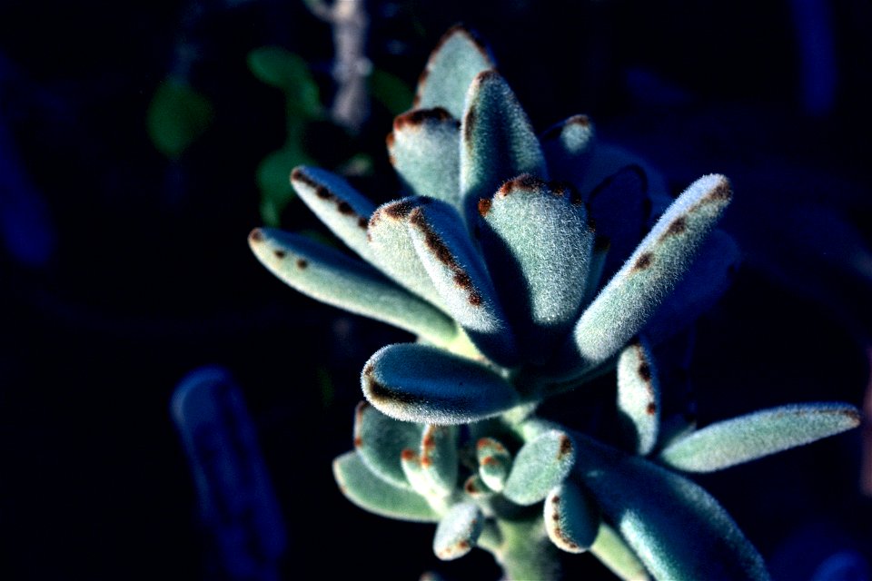 Kalanchoe tomentosa(Panda Plant), NOT Echeveria pulvinata cv. Oliver