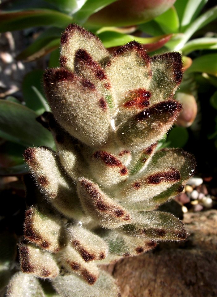 Kalanchoe tomentosa 'Chocolate Soldier' at the Volunteer Park Conservatory, Seattle, Washington, USA. Identified by sign.