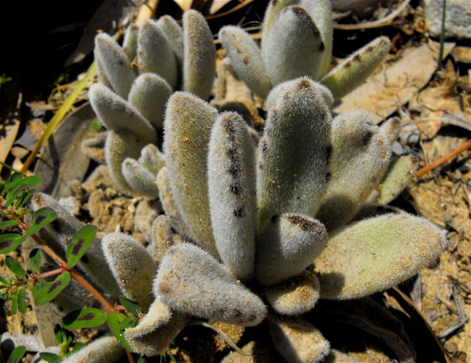 Kalanchoe tomentosa at Quail Botanical Gardens in Encinitas, California, USA.