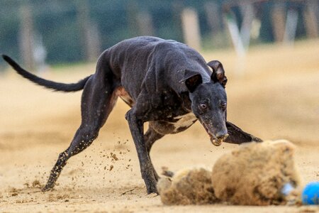 Race run sport photo