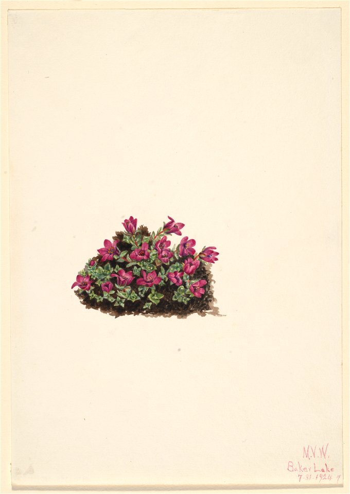 Purple Saxifrage (Saxifraga oppositifolia)