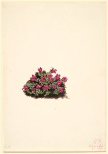 Purple Saxifrage (Saxifraga oppositifolia)