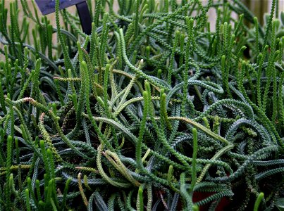 Crassula muscosa (Syn. Crassula lycopodioides), "Toy Cypress" at the Buffalo and Erie County Botanical Gardens.