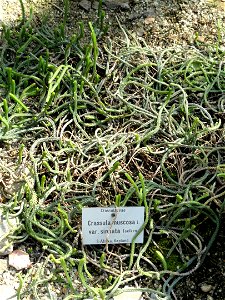 Crassula muscosa specimen in the Botanischer Garten München-Nymphenburg, Munich, Germany.