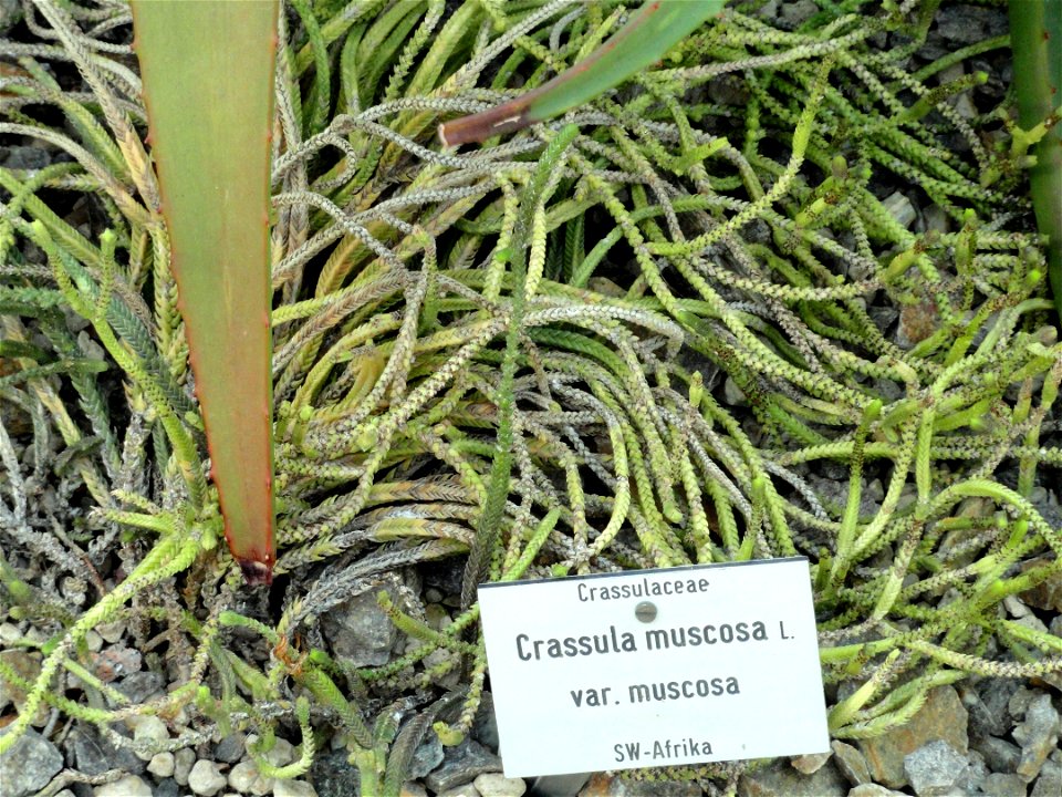 Crassula muscosa specimen in the Botanischer Garten München-Nymphenburg, Munich, Germany.