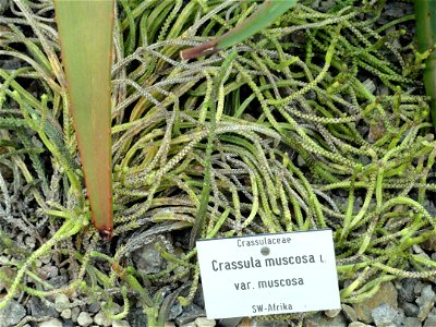 Crassula muscosa specimen in the Botanischer Garten München-Nymphenburg, Munich, Germany.