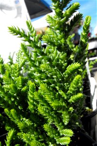 Crassula muscosa 'Princess Pine' at the San Diego Home & Garden Show, Del Mar, California, USA. Identified by exhibitor's sign.