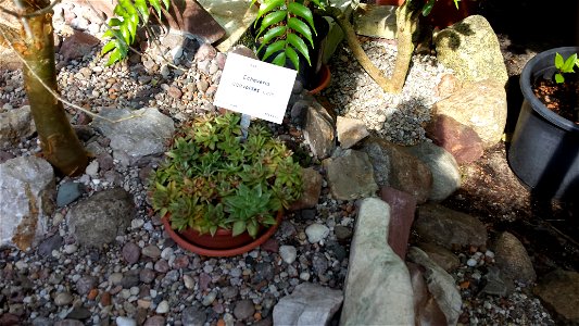 Echeveria agavoides Lem.