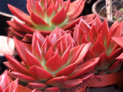 Echeveria agavoides on the flower market of Nice, France