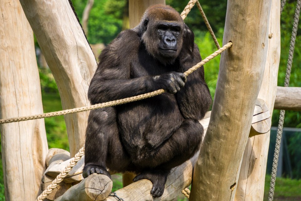 Zoo animal world nature