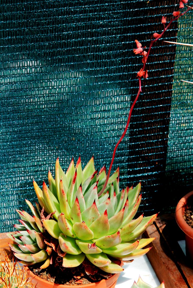 Succulent Echeveria agavoides on Exhibition of Cactuses and succulets in the Botanical Gardens of Charles University, 28.05. - 15.06.2016 Prague, Czech Republic