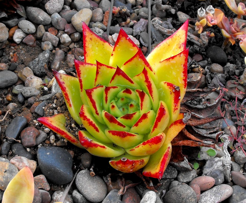 Echeveria agavoides in the Water Conservation Garden at Cuyamaca College, El Cajon, California, USA. Identified by sign.