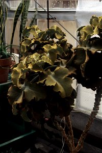Kalanchoe beharensis