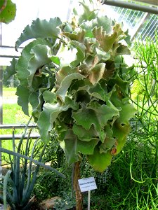 Kalanchoe beharensis in the Botanischer Garten der Universität Würzburg, Würzburg, Germany.