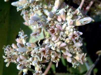 Kalanchoe beharensis flowers close up, "Castell de la Santa Bàrbara", Alicante, Spain