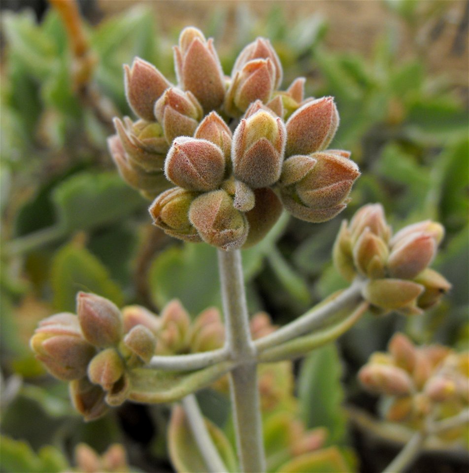 Kalanchoe beharensis at the San Diego Zoo, California, USA. Identified by sign.