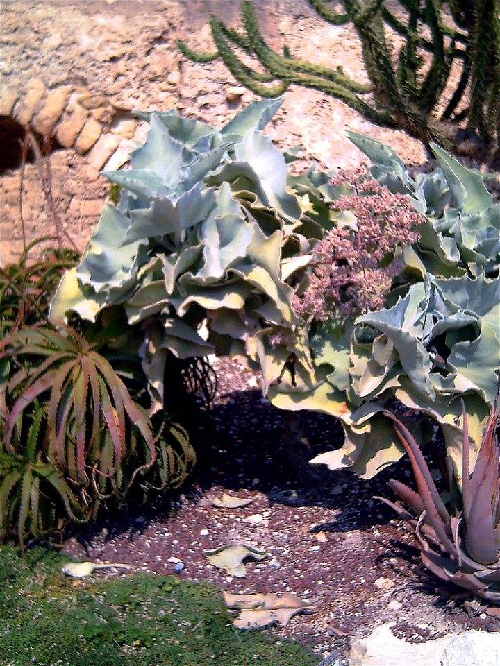 Kalanchoe beharensis habit, "Castell de la Santa Bàrbara", Alicante, Spain