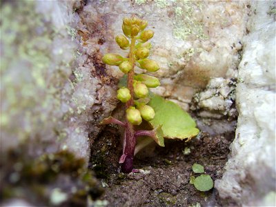 Petite plante grasse trouvée sur un rocher de "poudingue de Gourin"