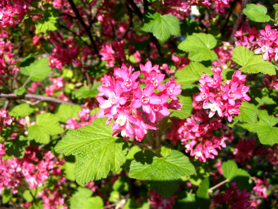 Groseillier à fleurs - Ribes sanguineum - Cultivée dans un jardin  à Sartrouville - France
