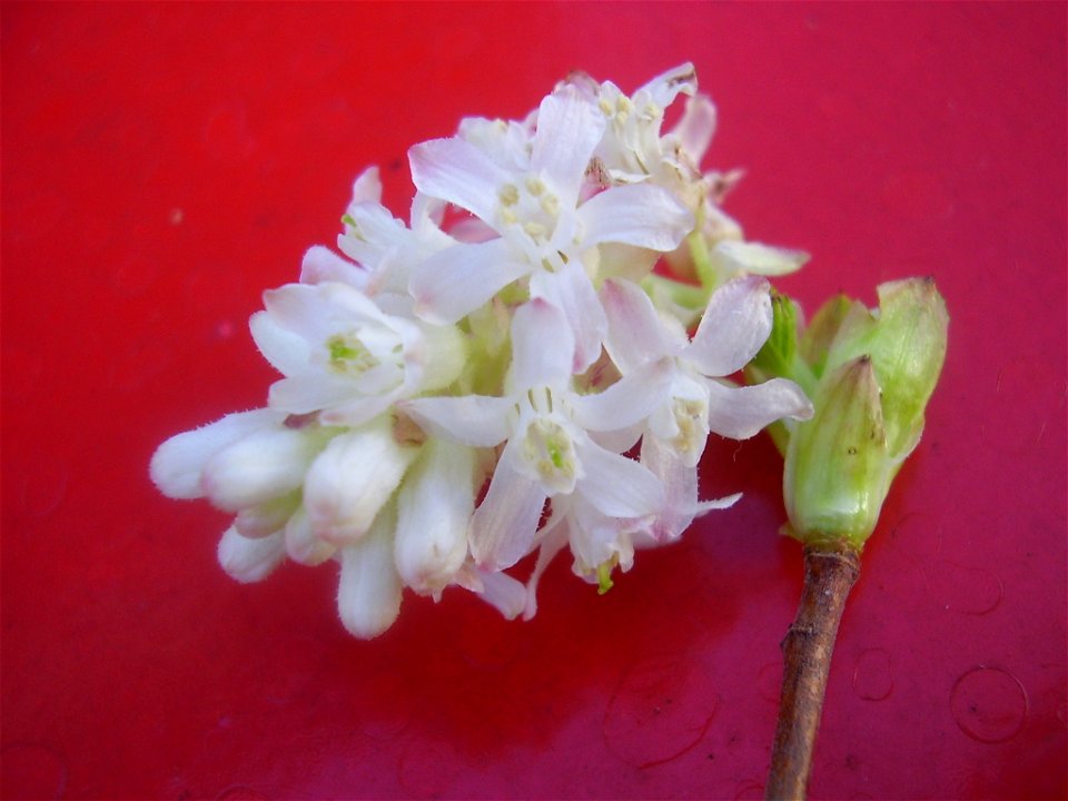 Ribes sanguinea flower

self made by rob hille