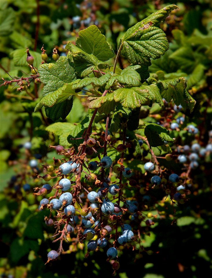 Ribes sanguineum 'King Ed. VIII' fruits