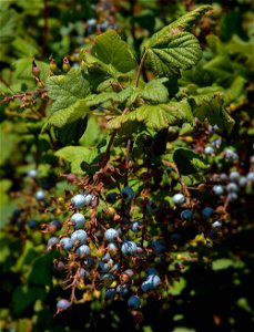 Ribes sanguineum 'King Ed. VIII' fruits
