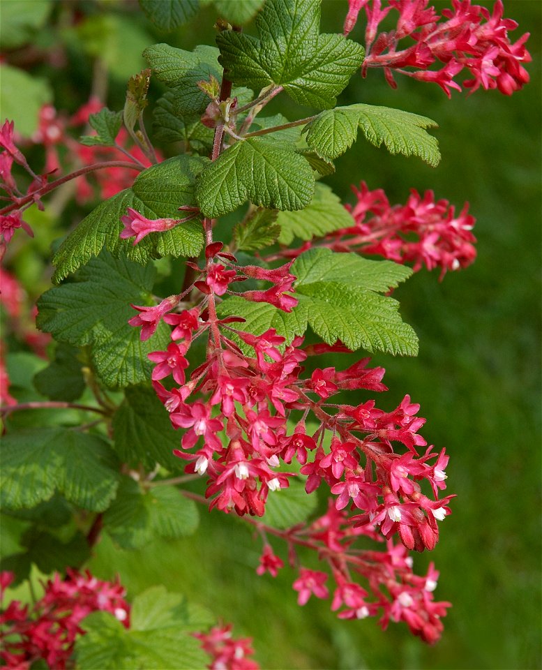 Ribes sanguineum 'King Ed. VIII'