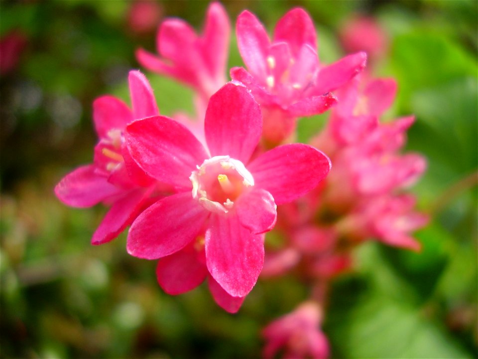 Ribes sanguineum

foto selfmade (Rob Hille)